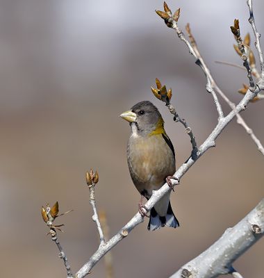 Evening Grosbeak