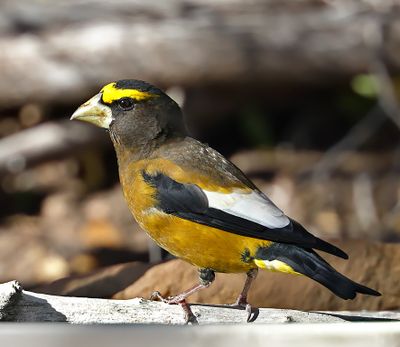 Evening Grosbeak