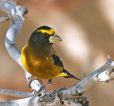 Evening Grosbeak