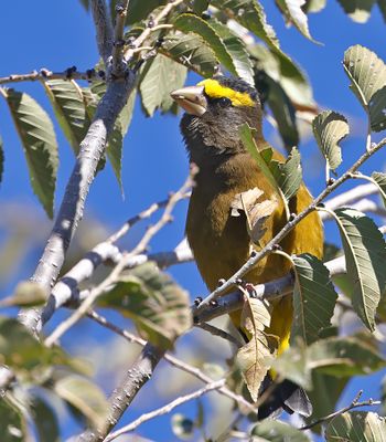 Evening Grosbeak