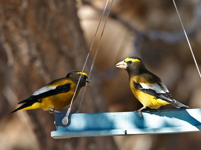 Evening Grosbeaks