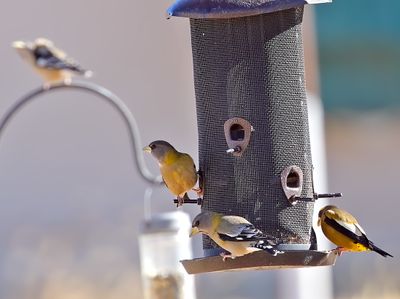 Evening Grosbeaks
