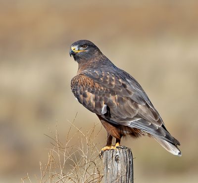 Ferruginous Hawk