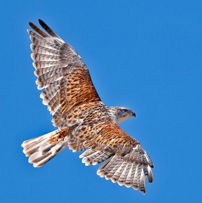 Ferruginous Hawk
