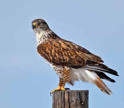 Ferruginous Hawk