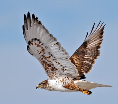 Ferruginous Hawk