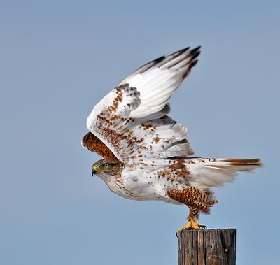 Ferruginous Hawk