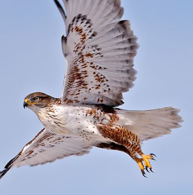 Ferruginous Hawk