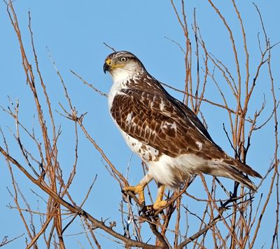 Ferruginous Hawk