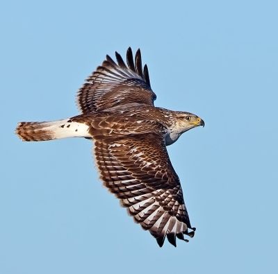 Ferruginous Hawk