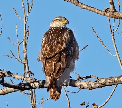Ferruginous Hawk