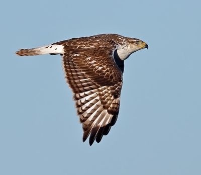 Ferruginous Hawk