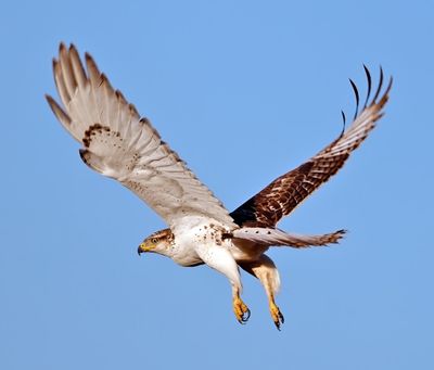 Ferruginous Hawk