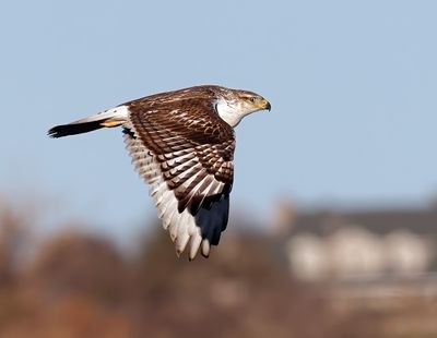 Ferruginous Hawk