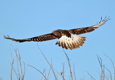 Ferruginous Hawk