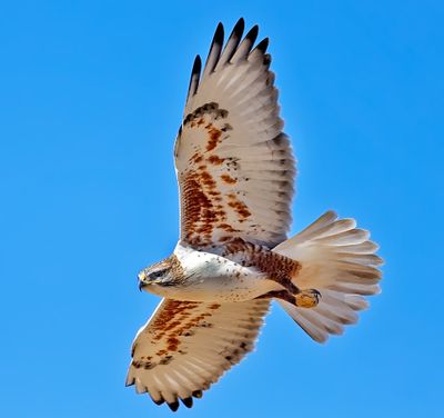 Ferruginos Hawk