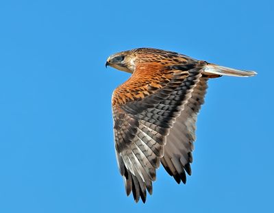 Ferruginous Hawk