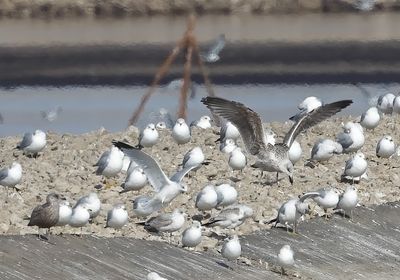 Great Black-backed Gull