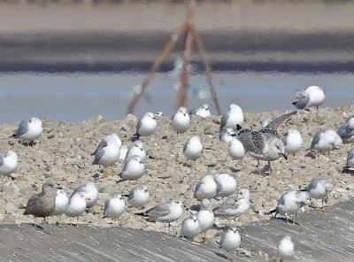 Great Black-backed Gull