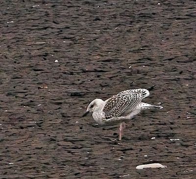 Great Black-backed Gull