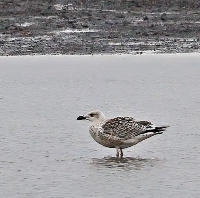 Great Black-backed Gull