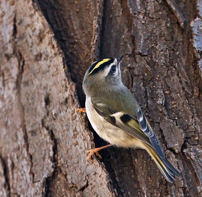 Golden-crowned Kinglet