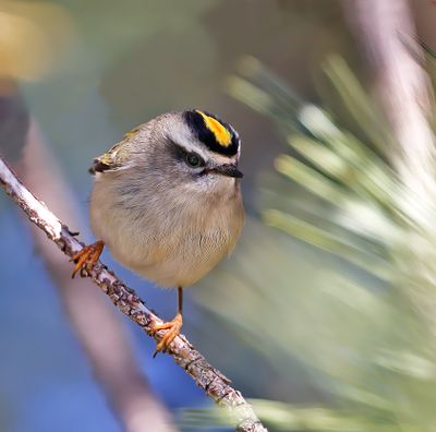 Golden-crowned Kinglet