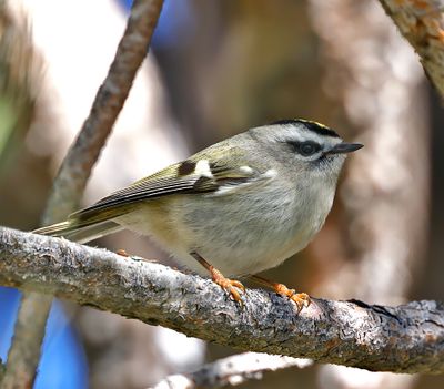 Golden-crowned Kinglet