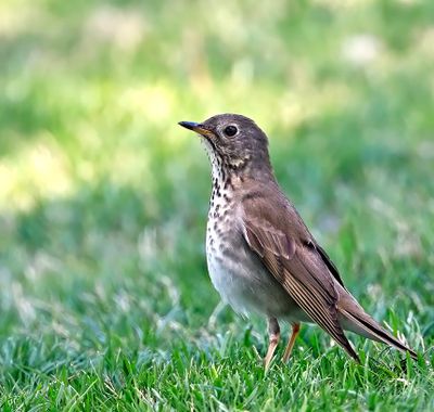 Gray-cheeked Thrush