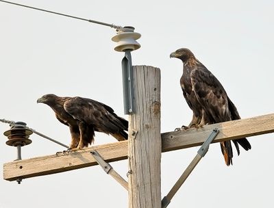 Golden Eagles