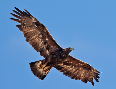 Golden Eagle
