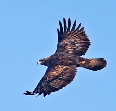 Golden Eagle