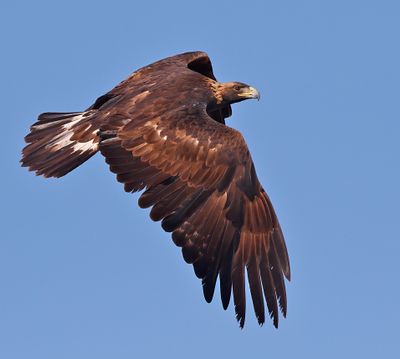Golden Eagle