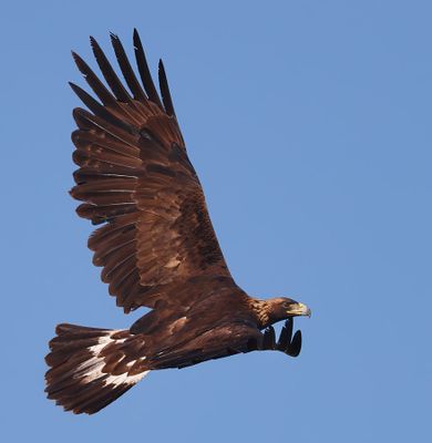 Golden Eagle
