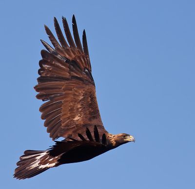 Golden Eagle