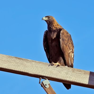 Golden Eagle