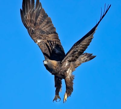 Golden Eagle