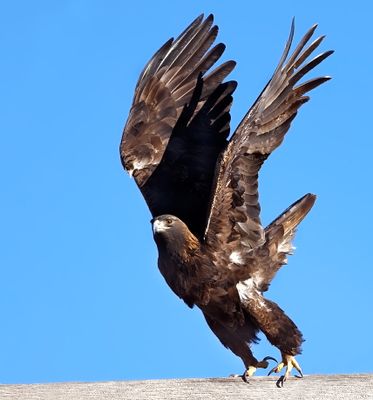 Golden Eagle