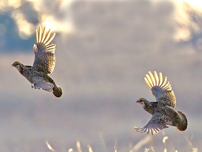 Greater Prairie-Chickens