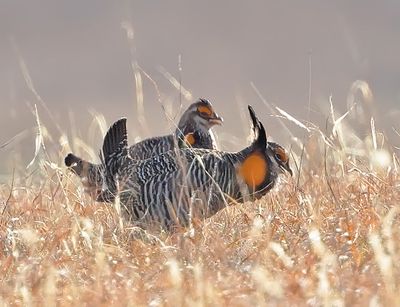 Greater Prairie-Chickens