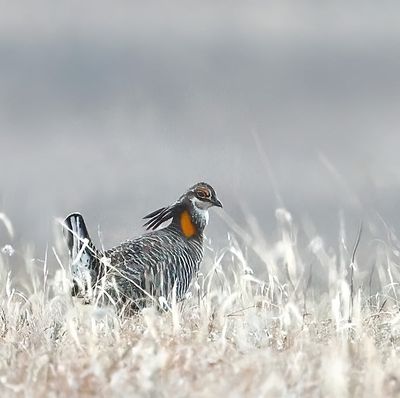 Greater Prairie-Chickens
