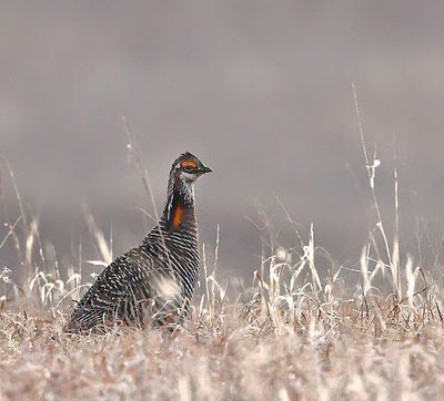 Greater Prairie-Chicken