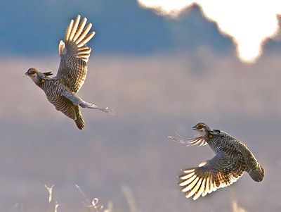 Greater Prairie-Chickens