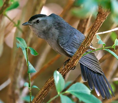 Gray Catbird
