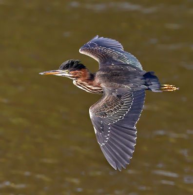 Green Heron