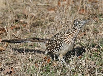 Greater Roadrunner