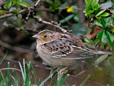 Grasshopper Sparrow