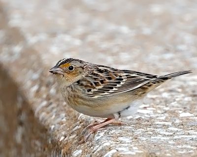 Grasshopper Sparrow