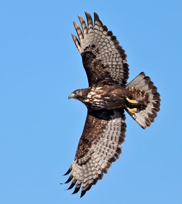 Harlan's Red-tailed Hawk