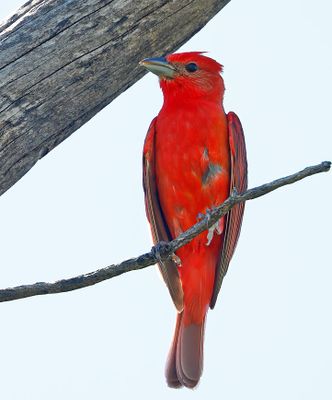 Hepatic Tanager